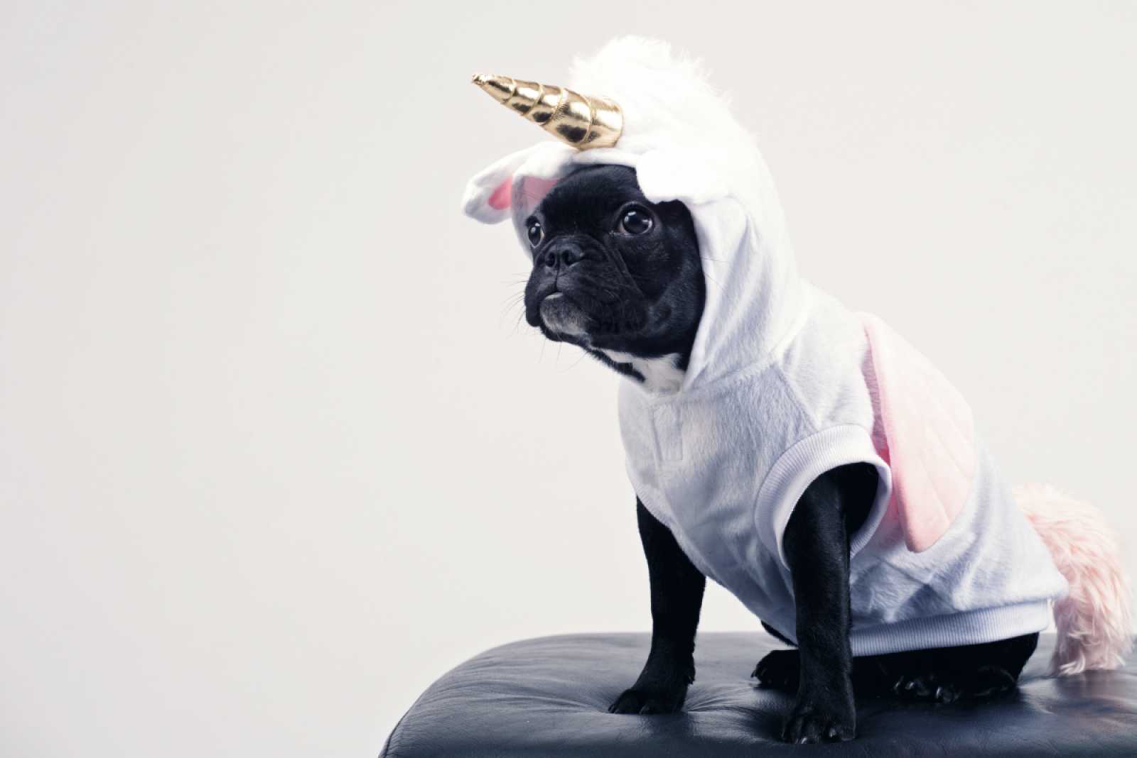 Looking for a pet sitter in South Florida?