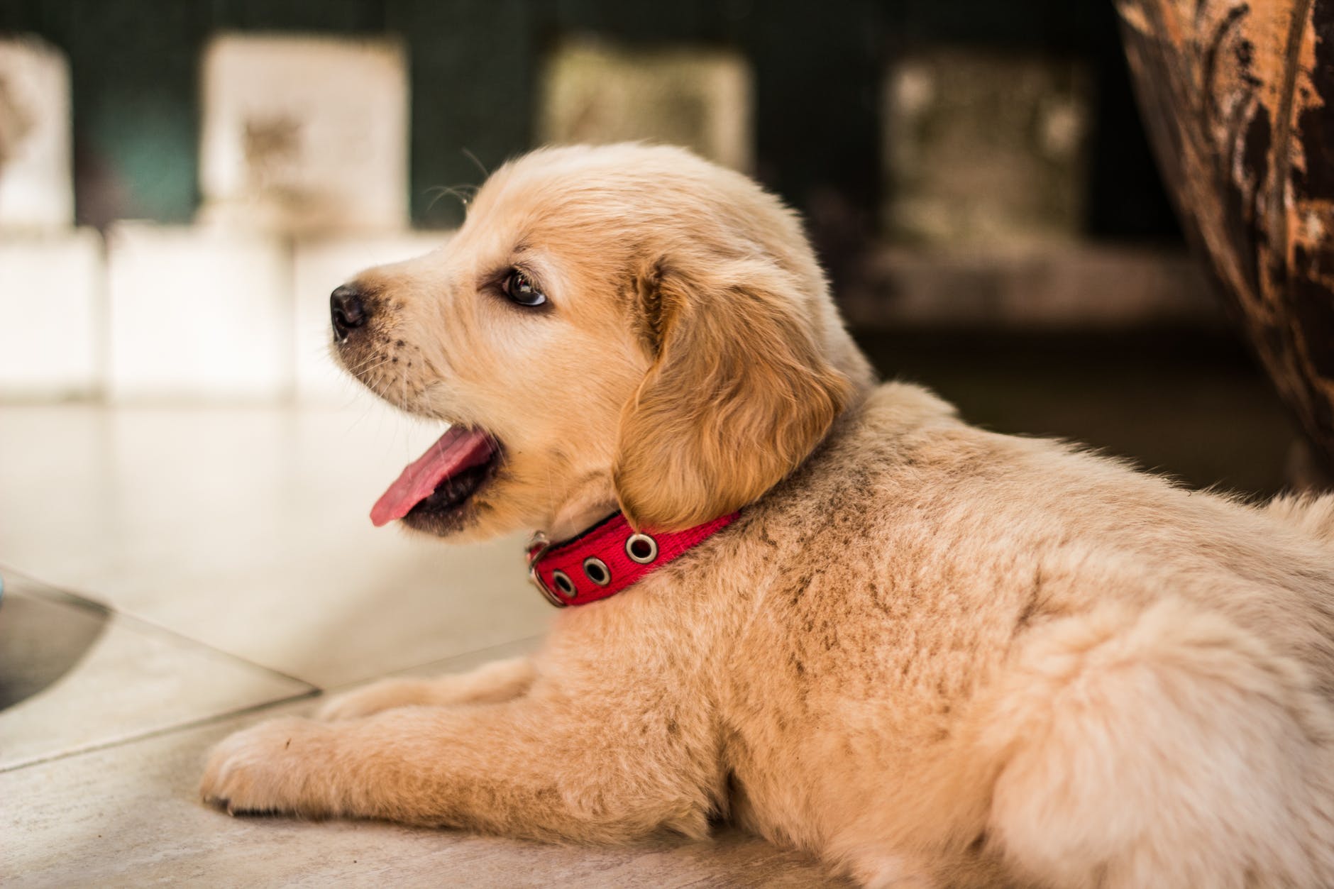 Leaving Your Pandemic Pup? Here’s How