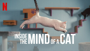 Our Thoughts on “Inside the Mind of a Cat”