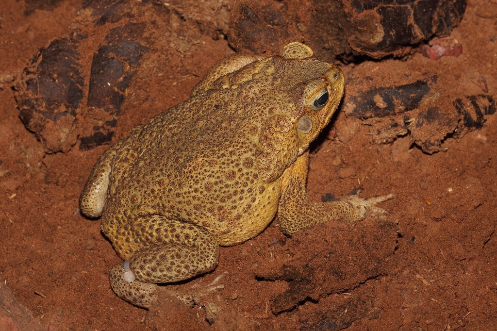 Bufo Toads: Beware! (Pet Safety Tips)